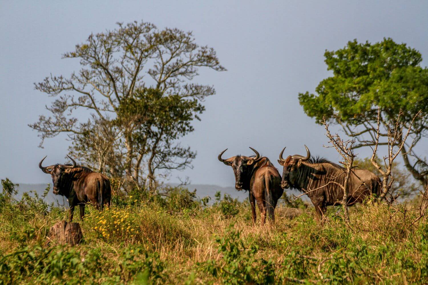 Introduction slide #3